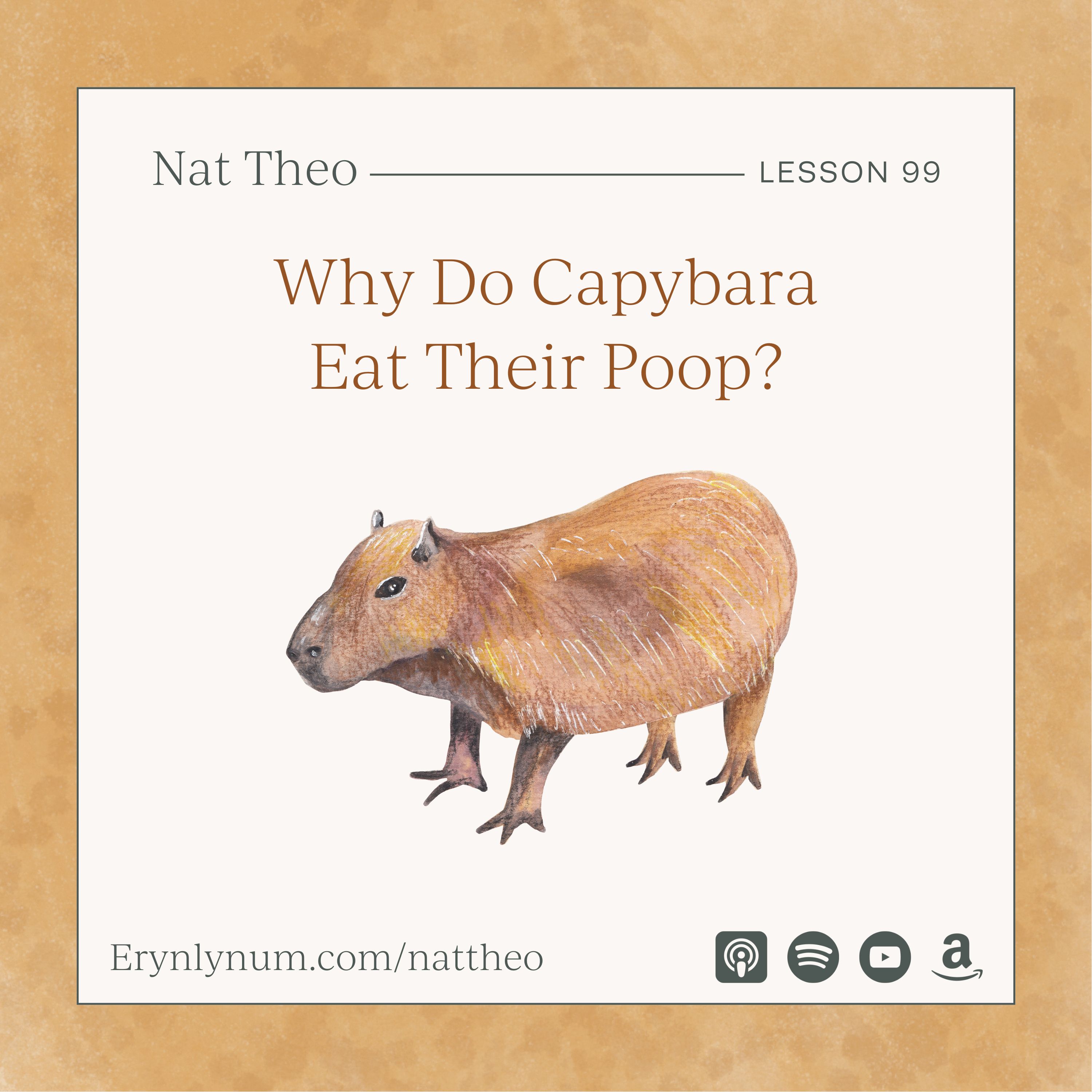 Why Do Capybara Eat Their Poop? Lesson 99