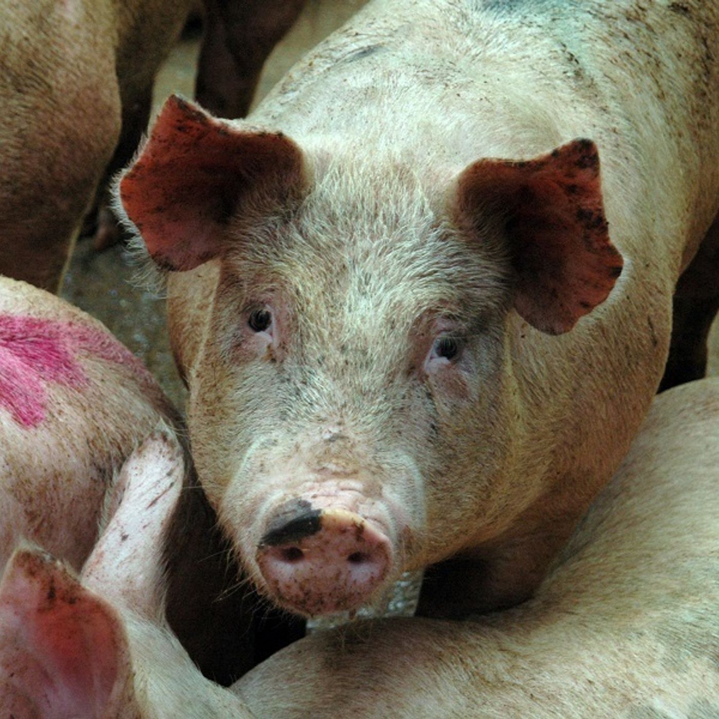 AHDB Food & Farming