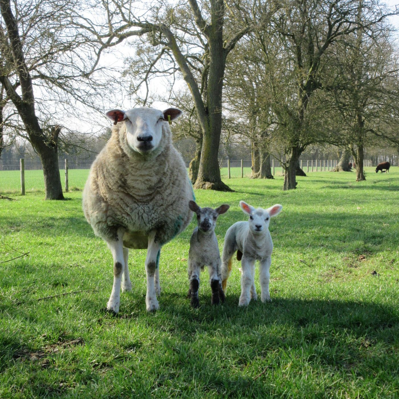 36: Nematodirus: how best to prevent and treat the disease in new born lambs