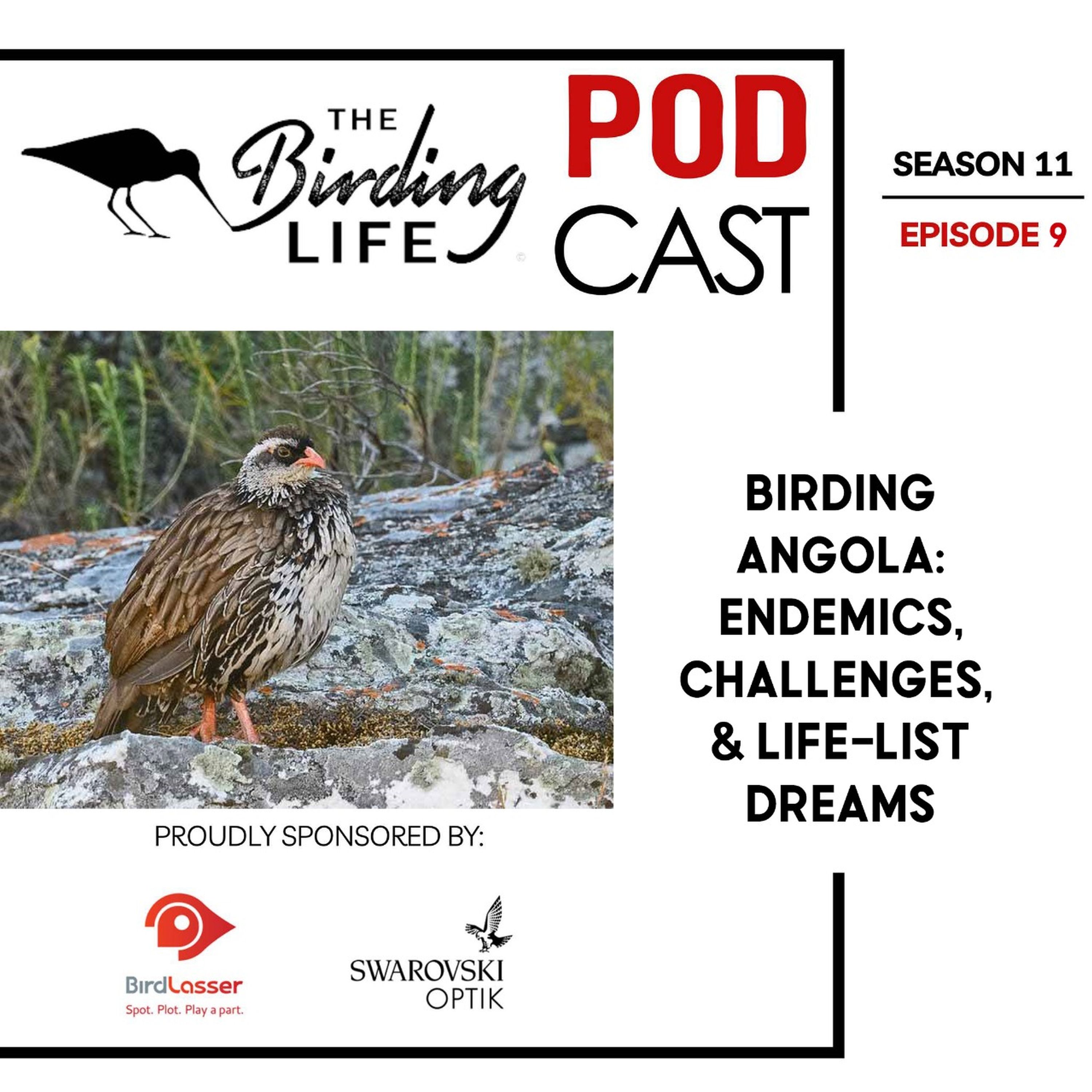 TBL Podcast Season 11 Episode 9 - Birding Angola: Endemics, Challenges, and Life-List Dreams