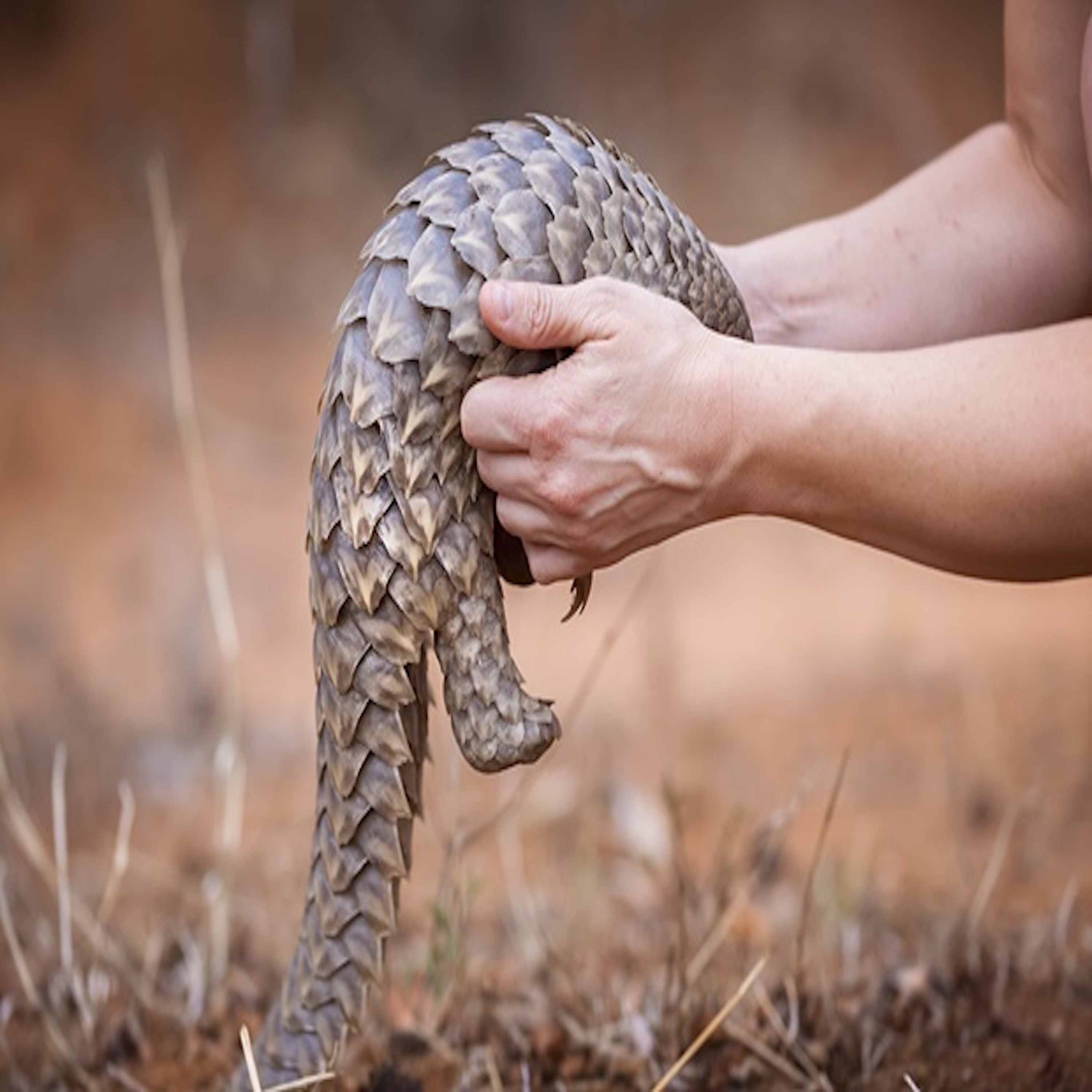 The Tragic Tale of the Pangolin The World's Most Trafficked Mammal episode artwork