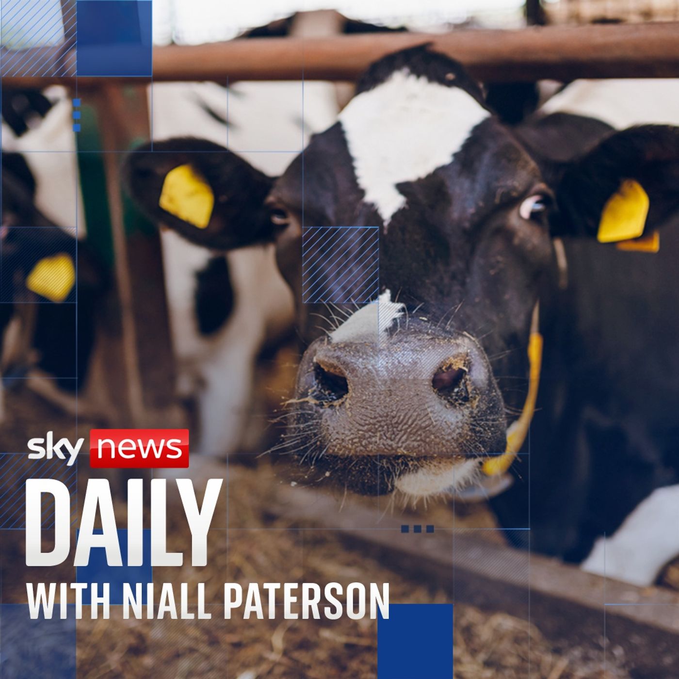 Cool cows: The cattle challenging climate change