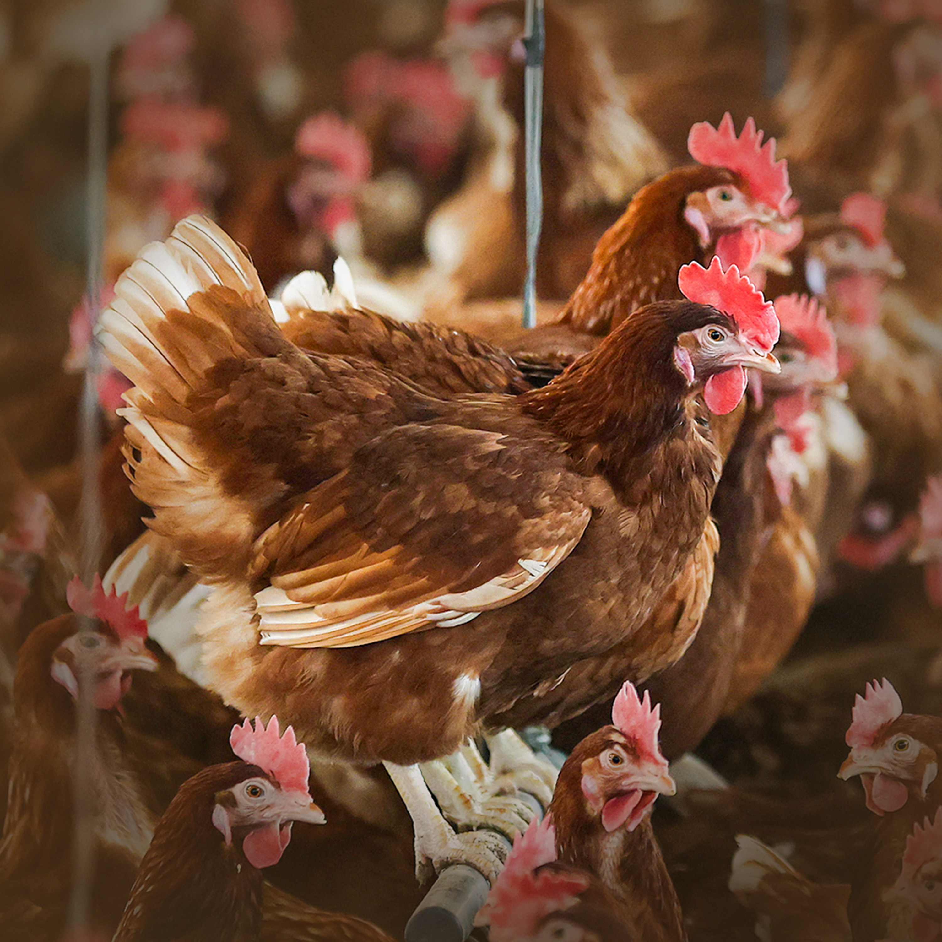 Why States Are Pausing Cage-Free Mandates During Bird Flu Crisis