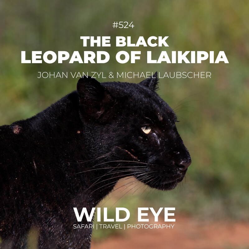 Artwork for podcast The Wild Eye Podcast
