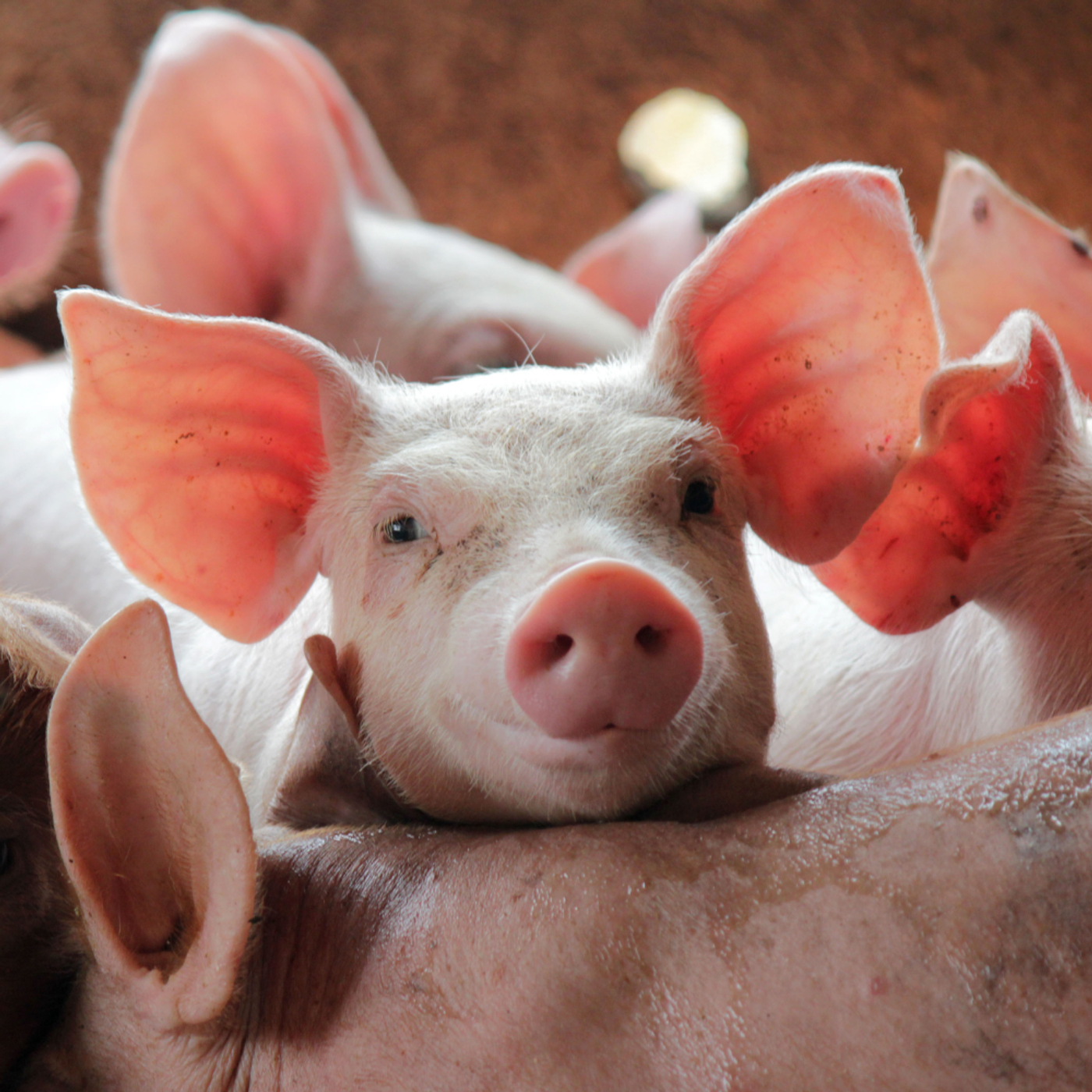 AHDB Food & Farming