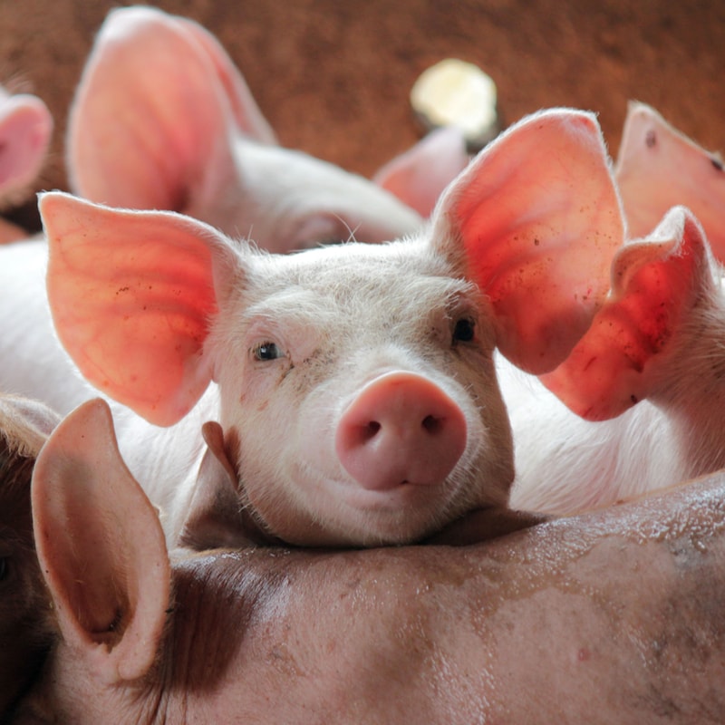 Artwork for podcast AHDB Food & Farming