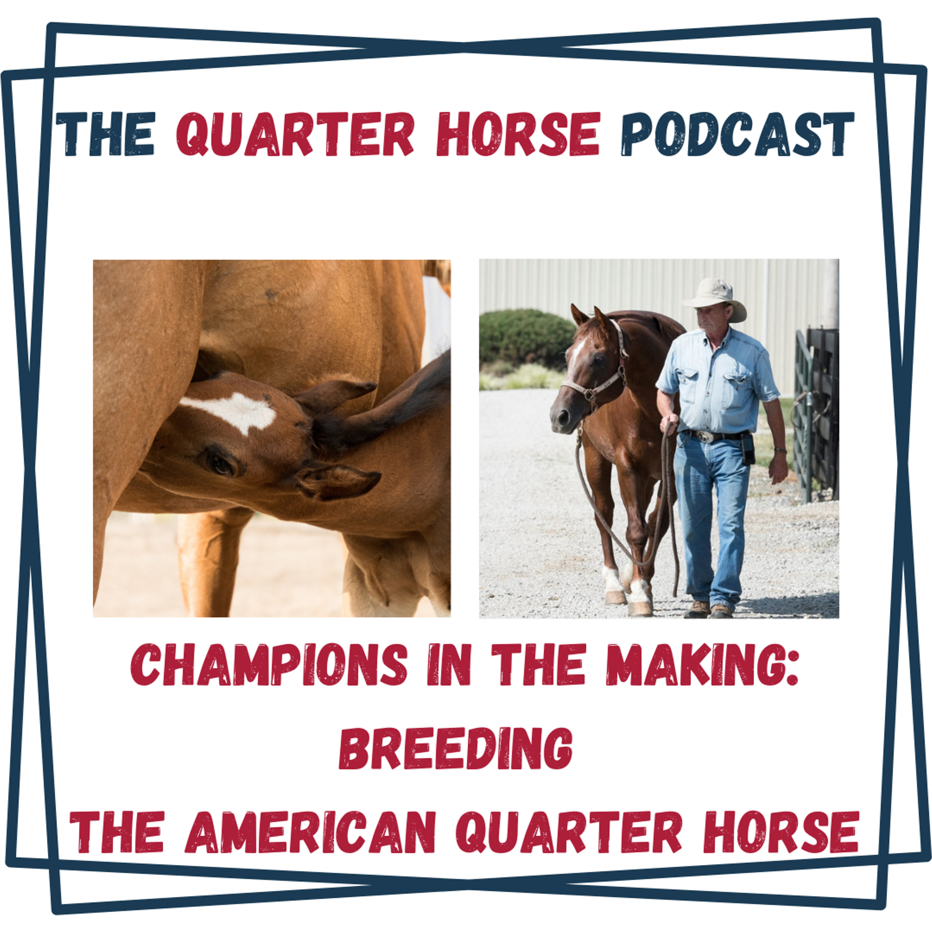 Quarter Horse: Champions in the Making: Breeding the American Quarter Horse