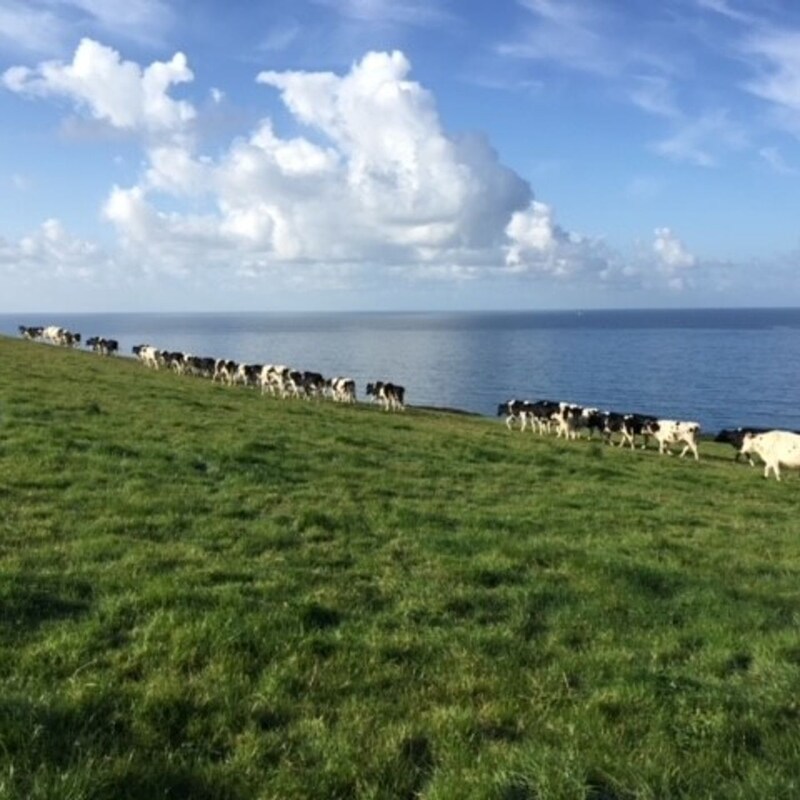 Artwork for podcast AHDB Food & Farming