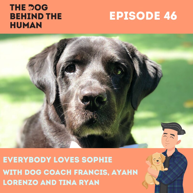 Artwork for podcast The Dog Behind The Human