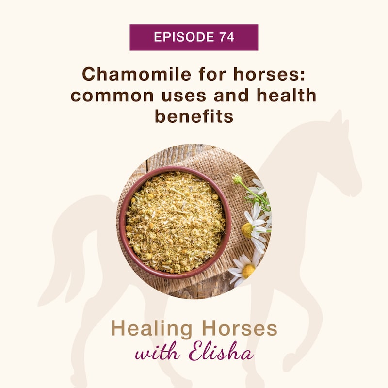 Artwork for podcast Healing Horses with Elisha