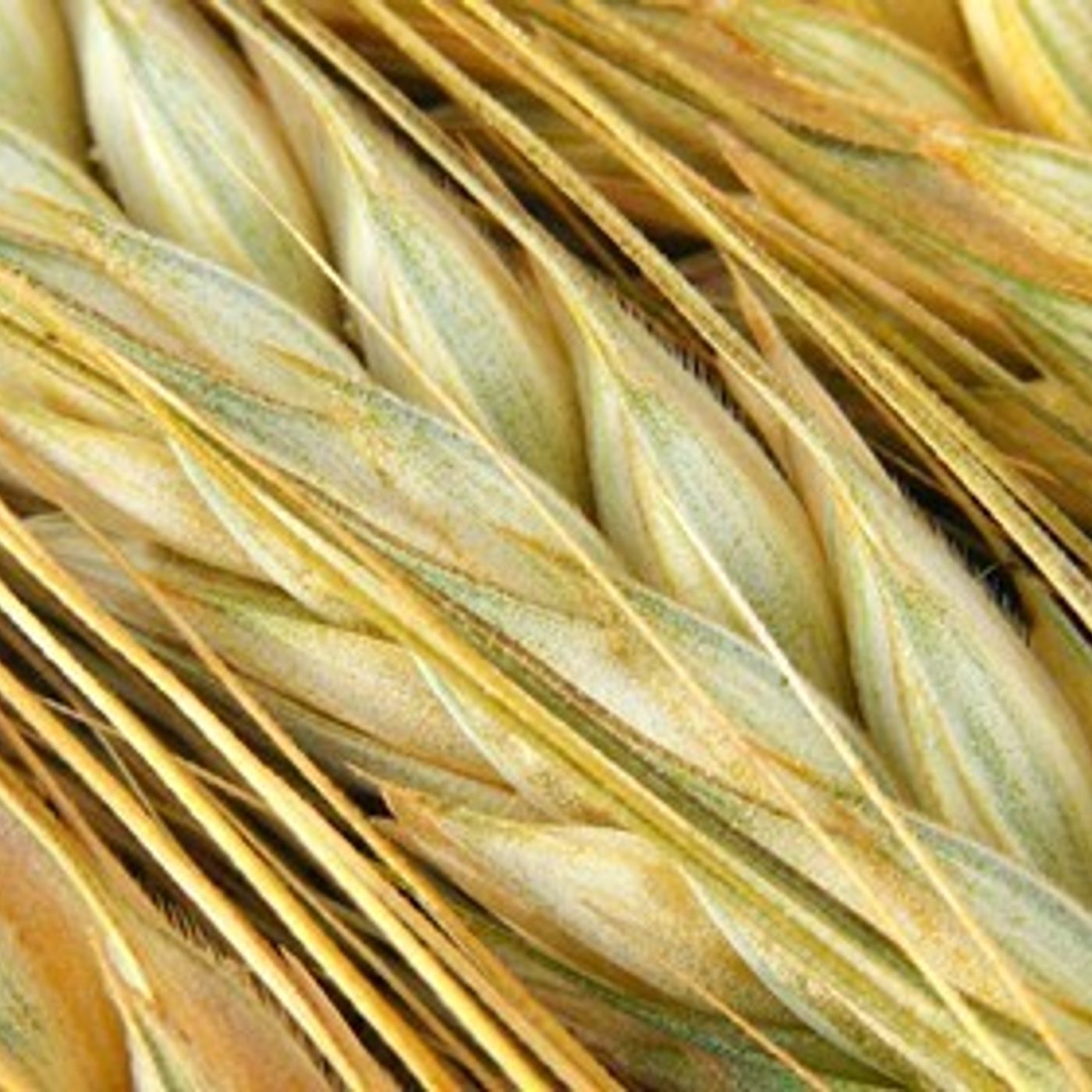 AHDB Food & Farming