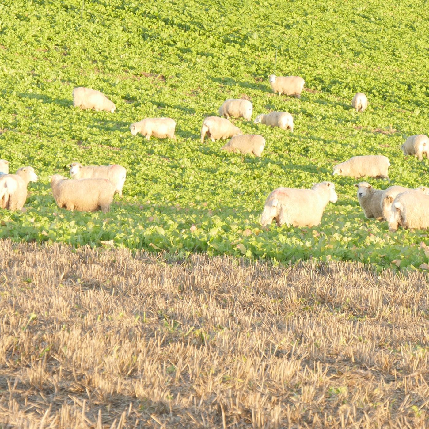 AHDB Food & Farming
