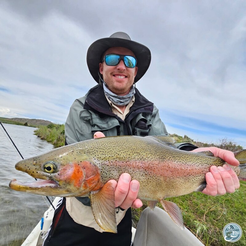 Artwork for podcast The Articulate Fly