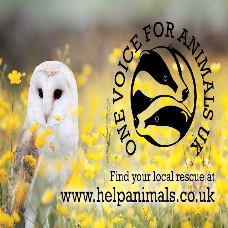 Artwork for podcast Wildlife Matters The Podcast