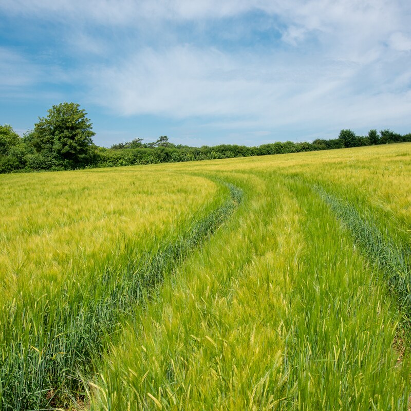 Artwork for podcast AHDB Food & Farming