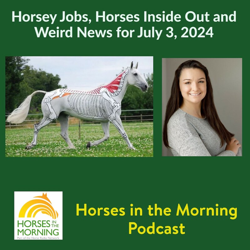 Artwork for podcast HORSES IN THE MORNING