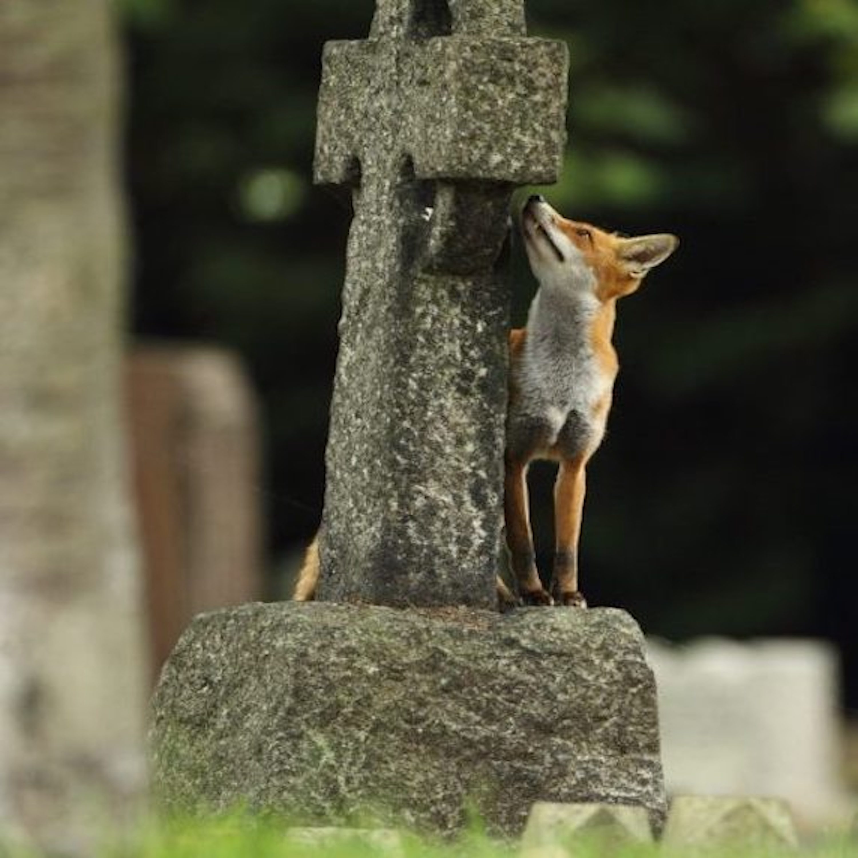 Wildlife Matters The Podcast