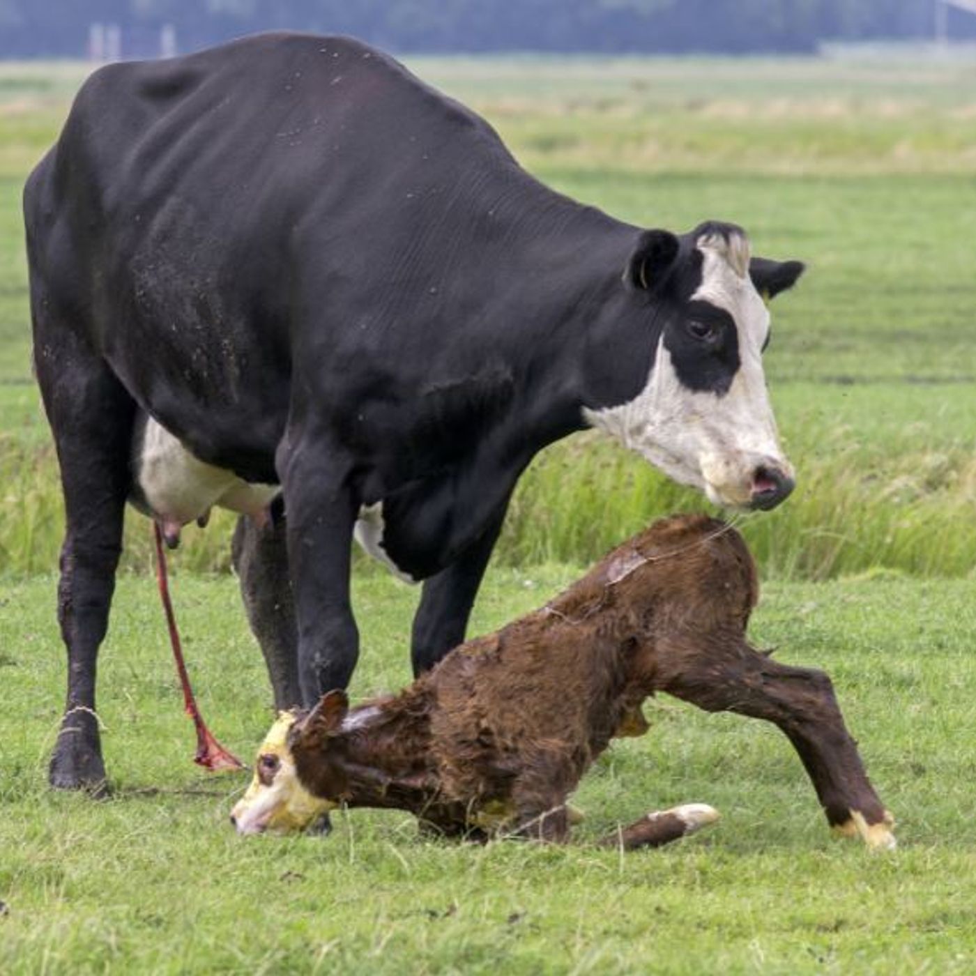 AHDB Food & Farming