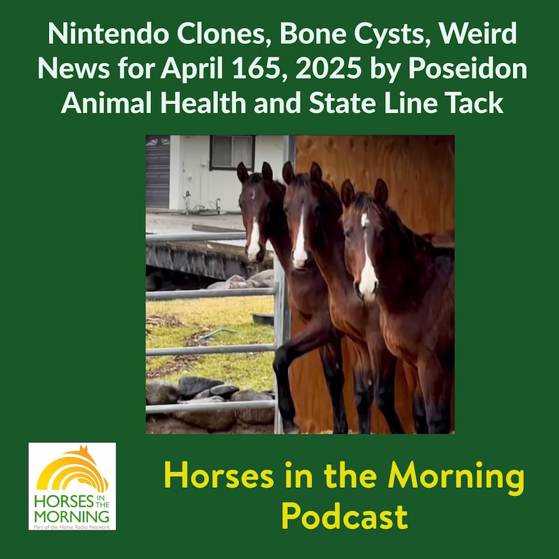 Artwork for podcast HORSES IN THE MORNING