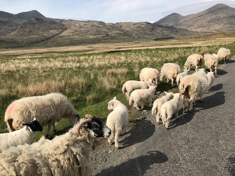 Artwork for podcast Scotland's Farm Advisory Service Podcast