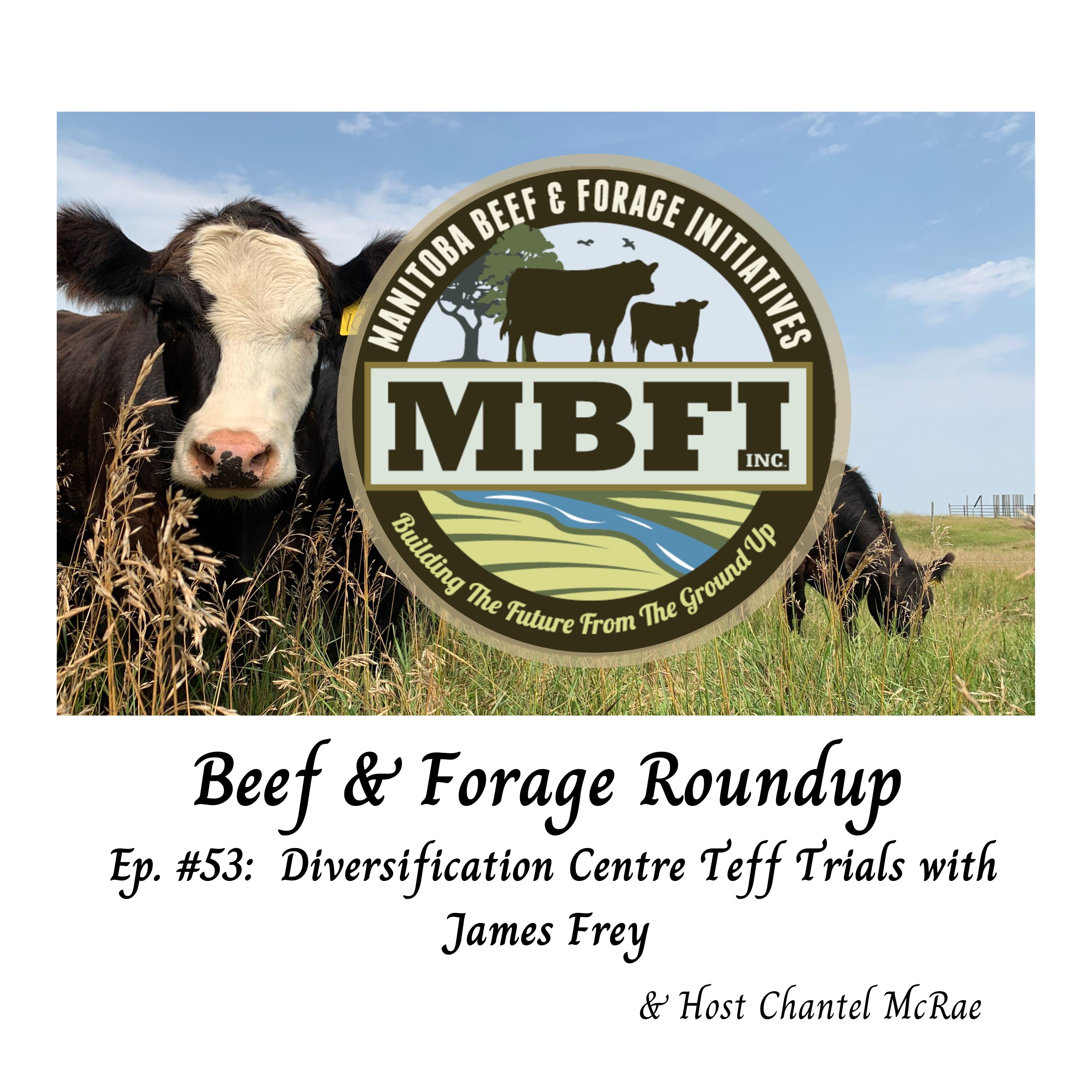 Beef and Forage Roundup
