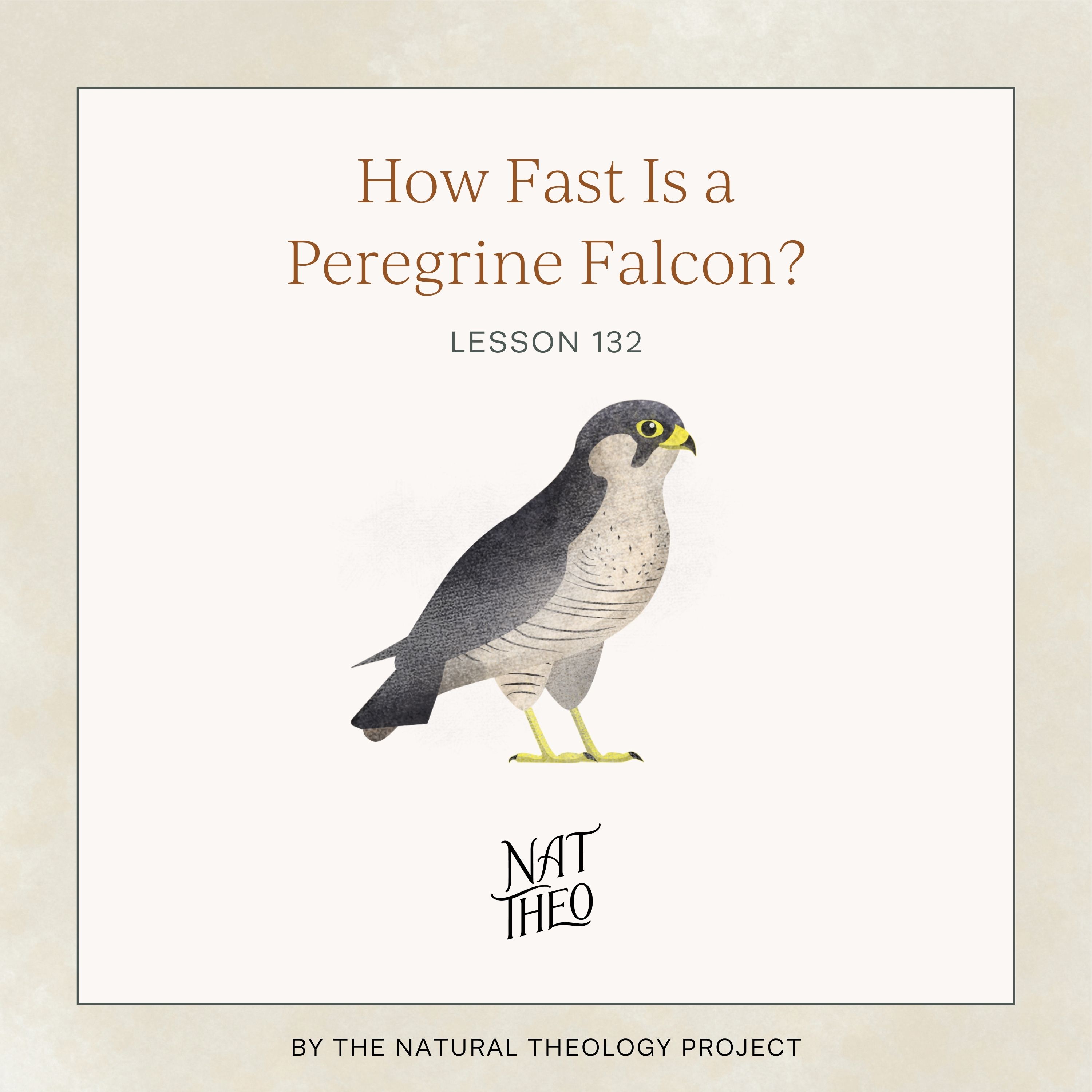 How Fast Is a Peregrine Falcon? Lesson 132 episode artwork