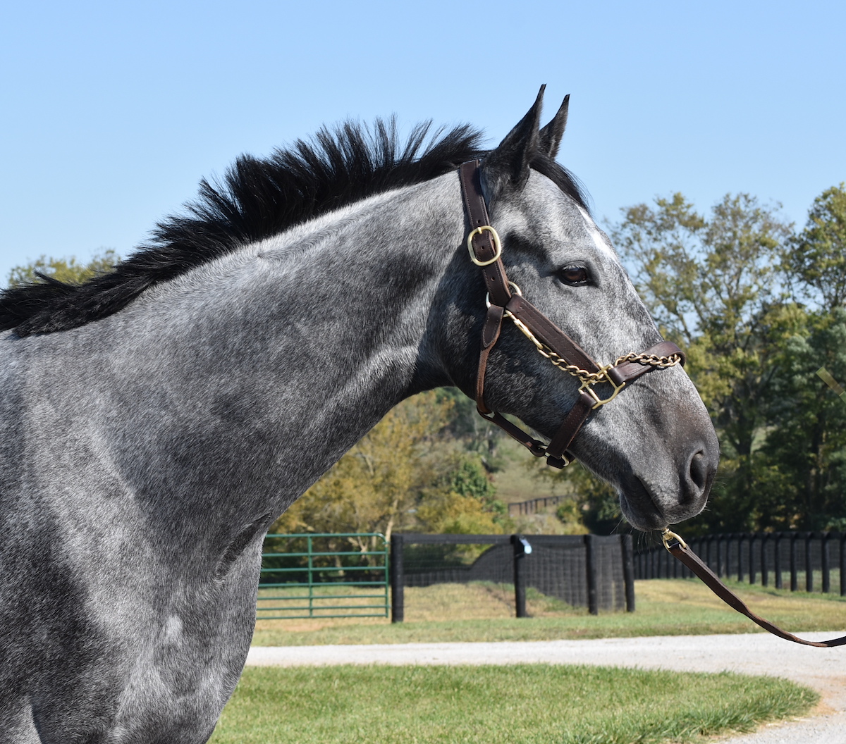 Retired Racehorse Radio