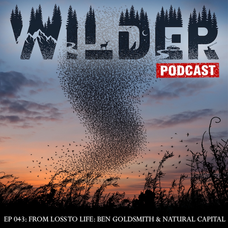 Artwork for podcast Wilder Podcast