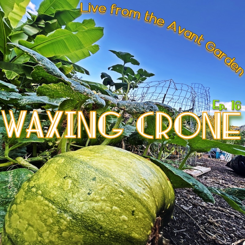 Artwork for podcast Live from the Avant Garden