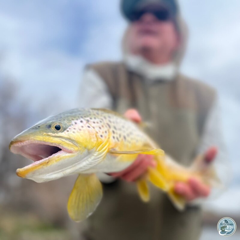 Artwork for podcast The Articulate Fly