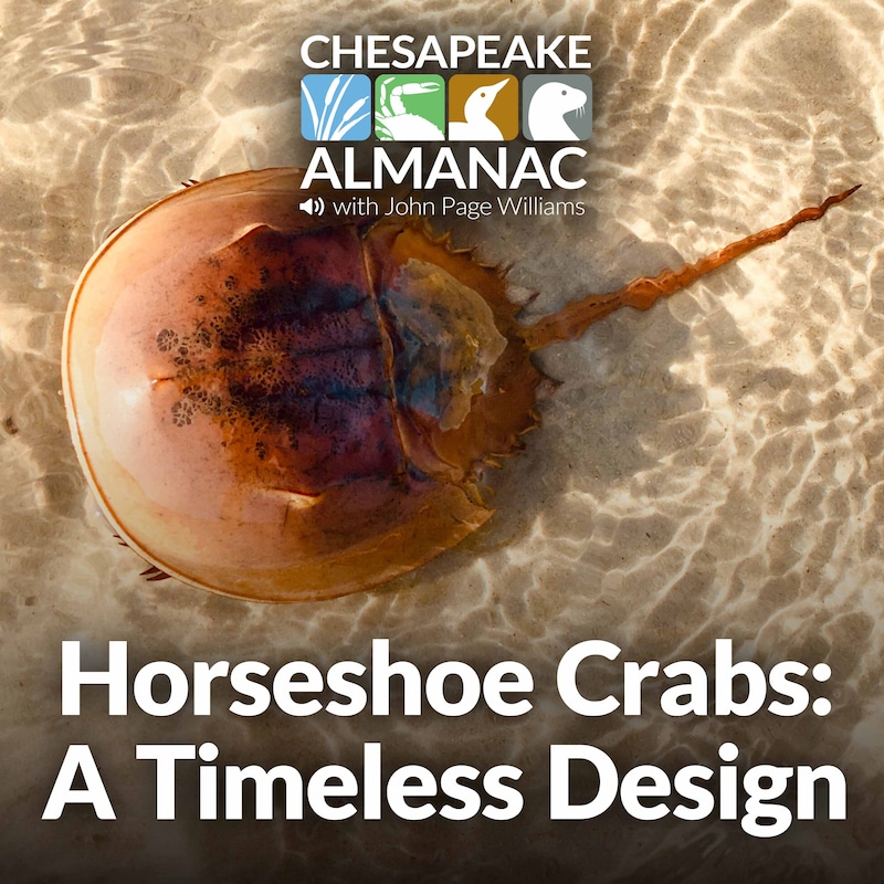 Artwork for podcast Chesapeake Almanac