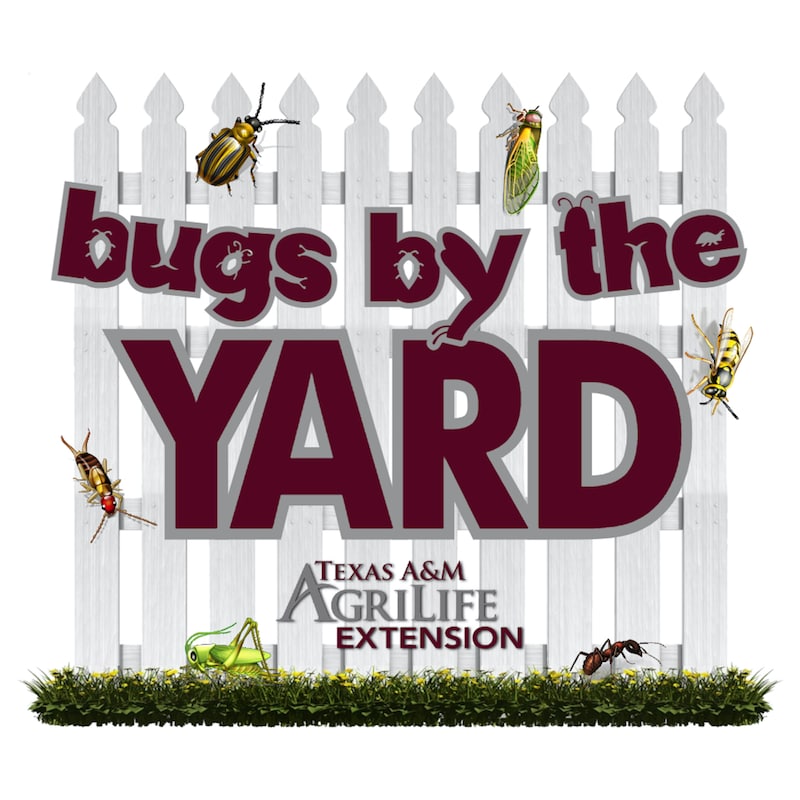 Artwork for podcast Bugs by the Yard