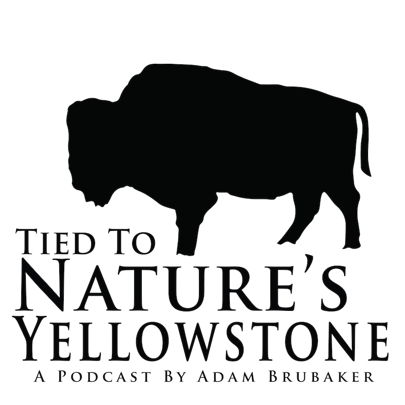 Artwork for podcast Tied To Nature's Yellowstone