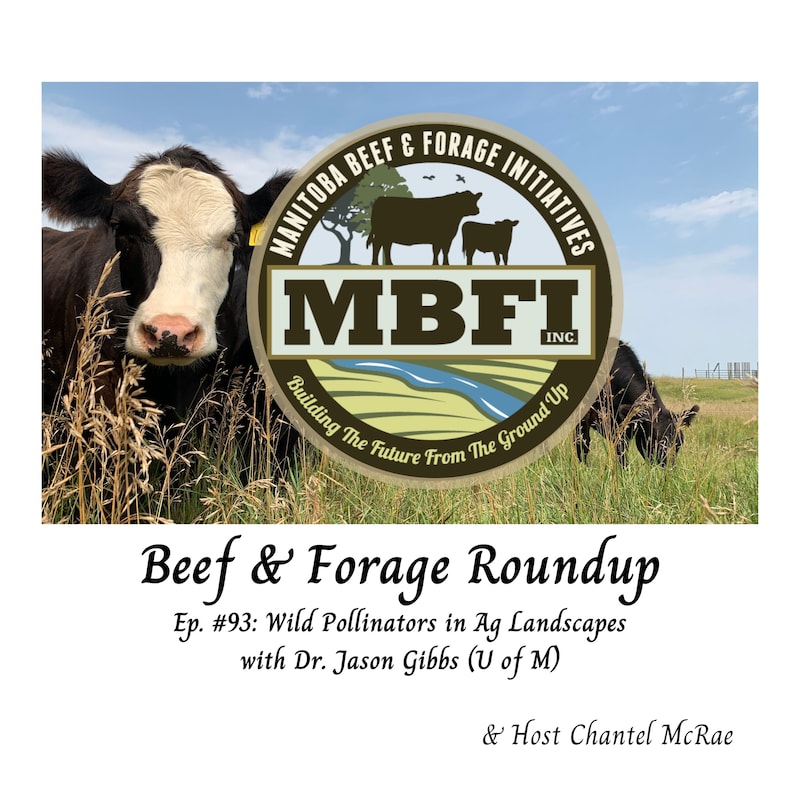 Artwork for podcast Beef and Forage Roundup