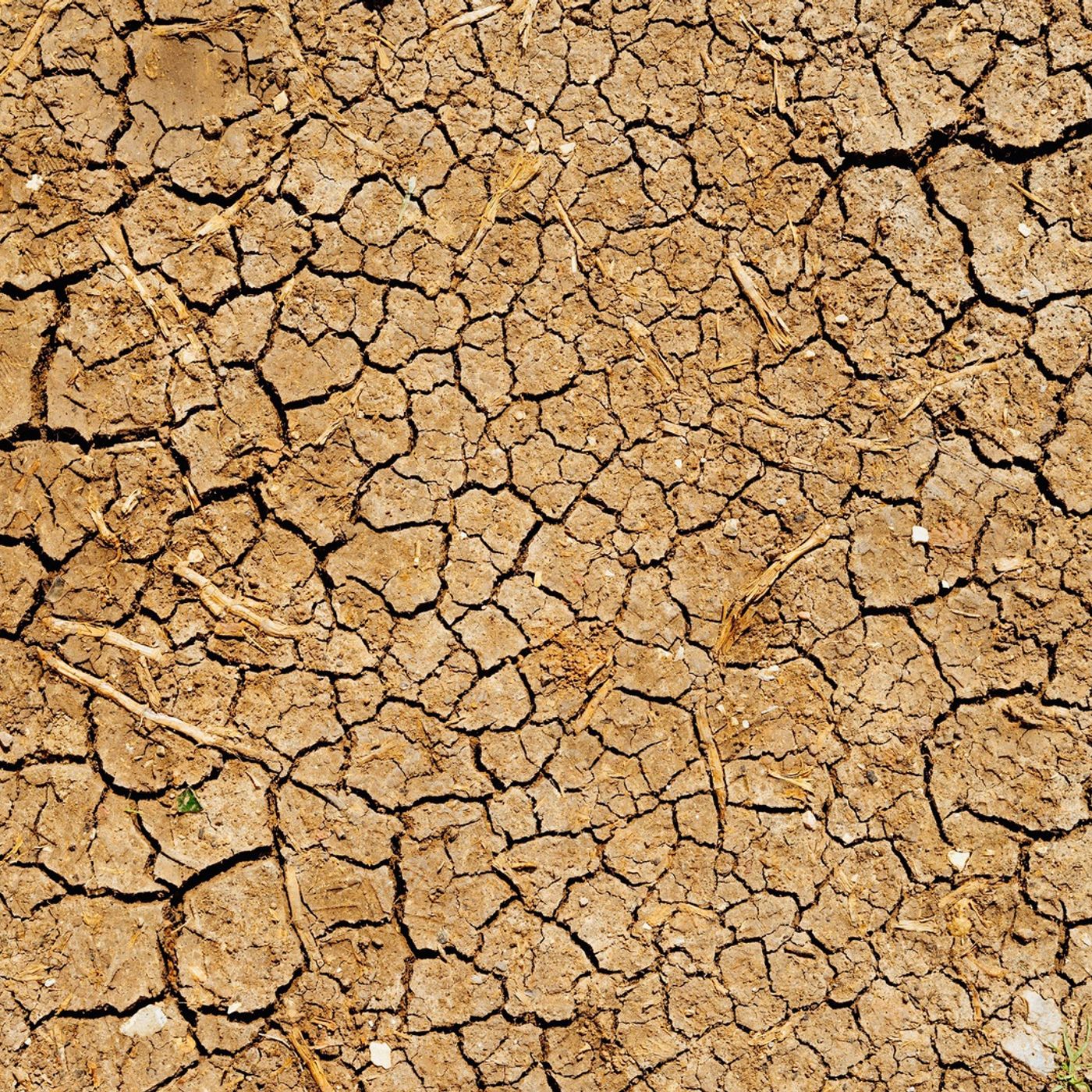 6: Drought and dairy