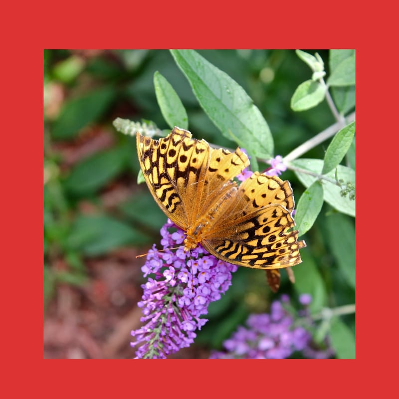 Artwork for podcast SoloMoms! Talk