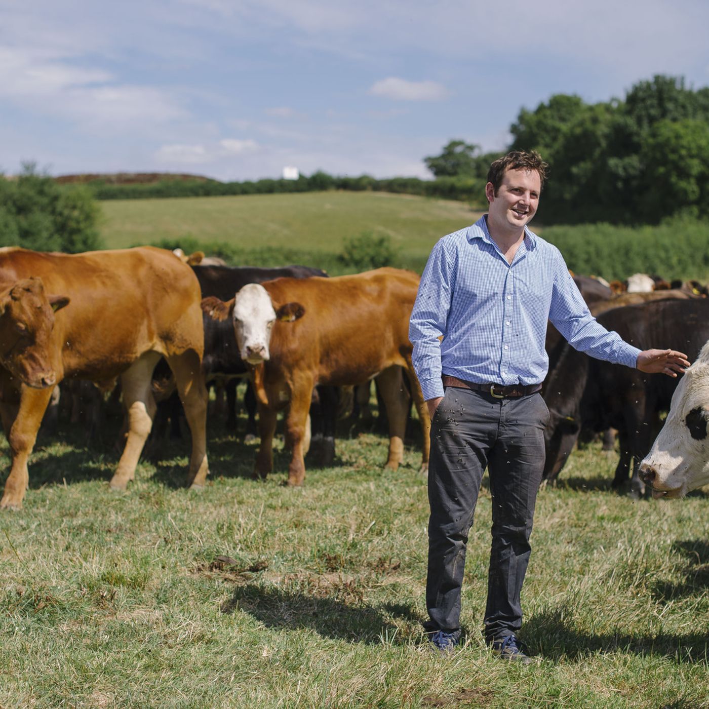 11: Suckler cow nutrition, rotational grazing and being part of the Strategic Farm network