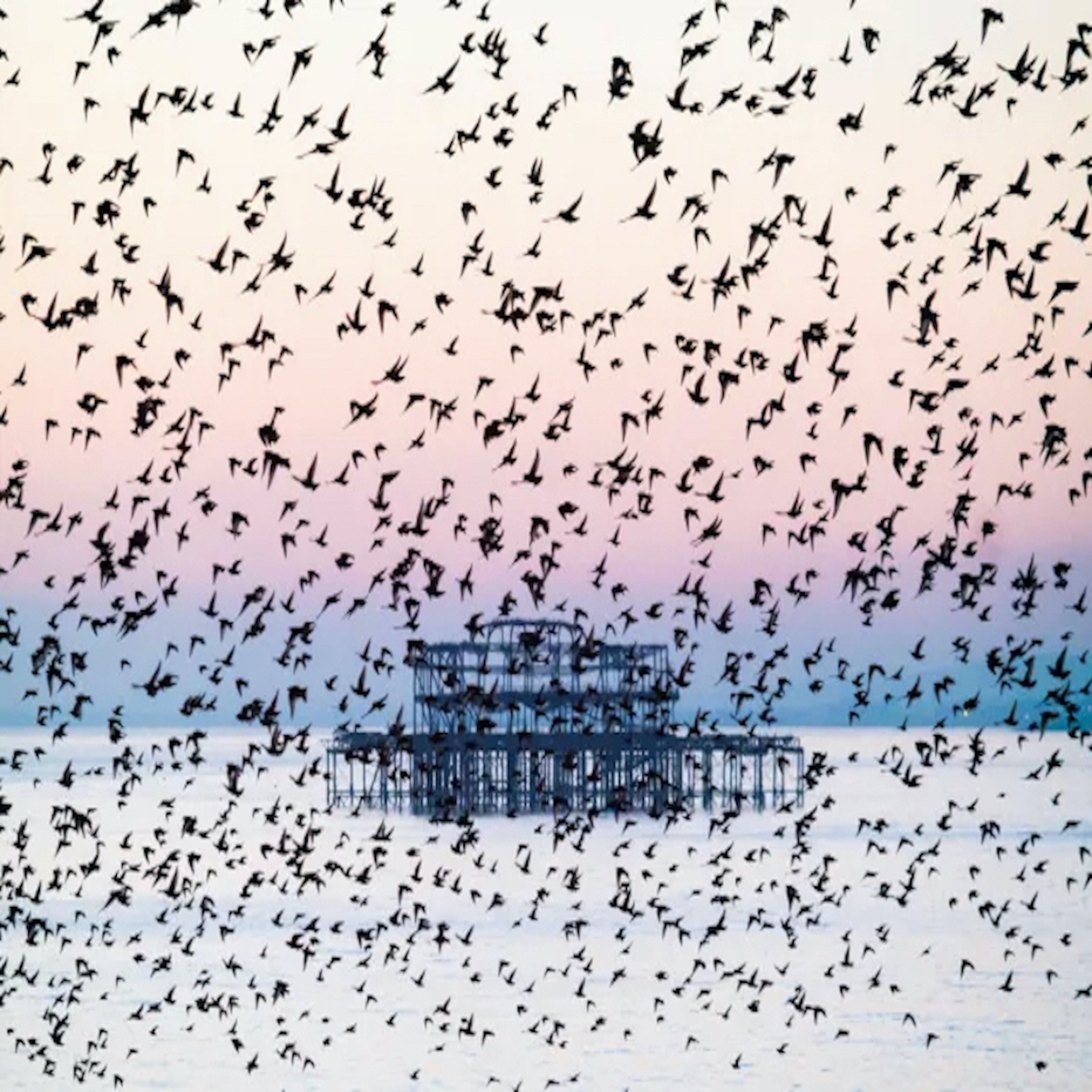 The Magic of Murmuration