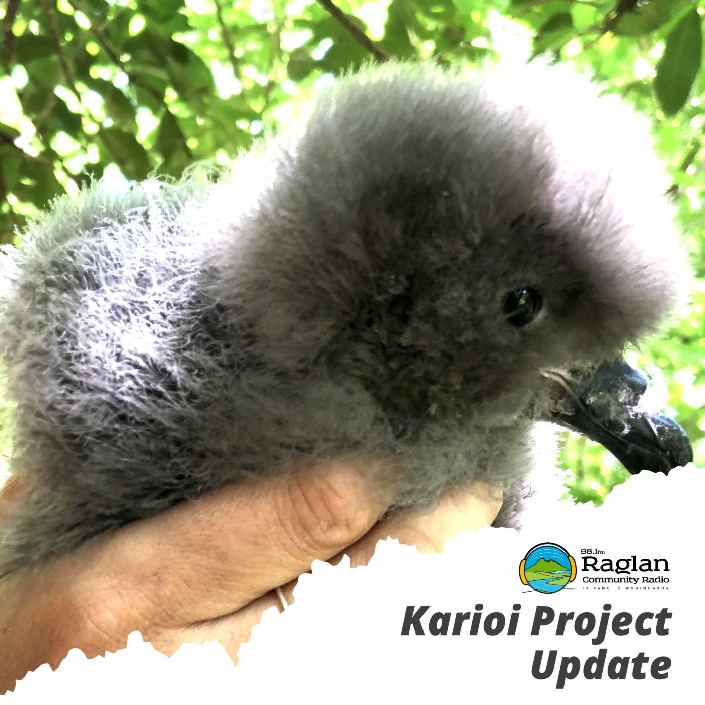 http://Louie%20Galloway%20Joins%20the%20Karioi%20Project