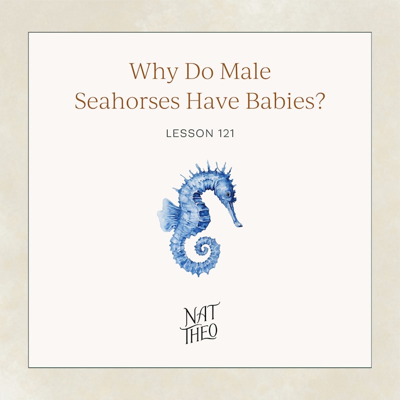 Artwork for podcast Nat Theo Nature Lessons Rooted in the Bible