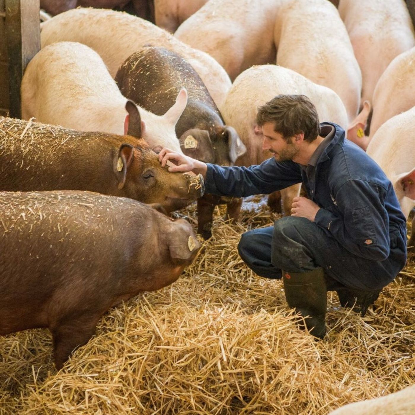 380: Pork: Introducing lean management techniques to pig farmers, the journey so far