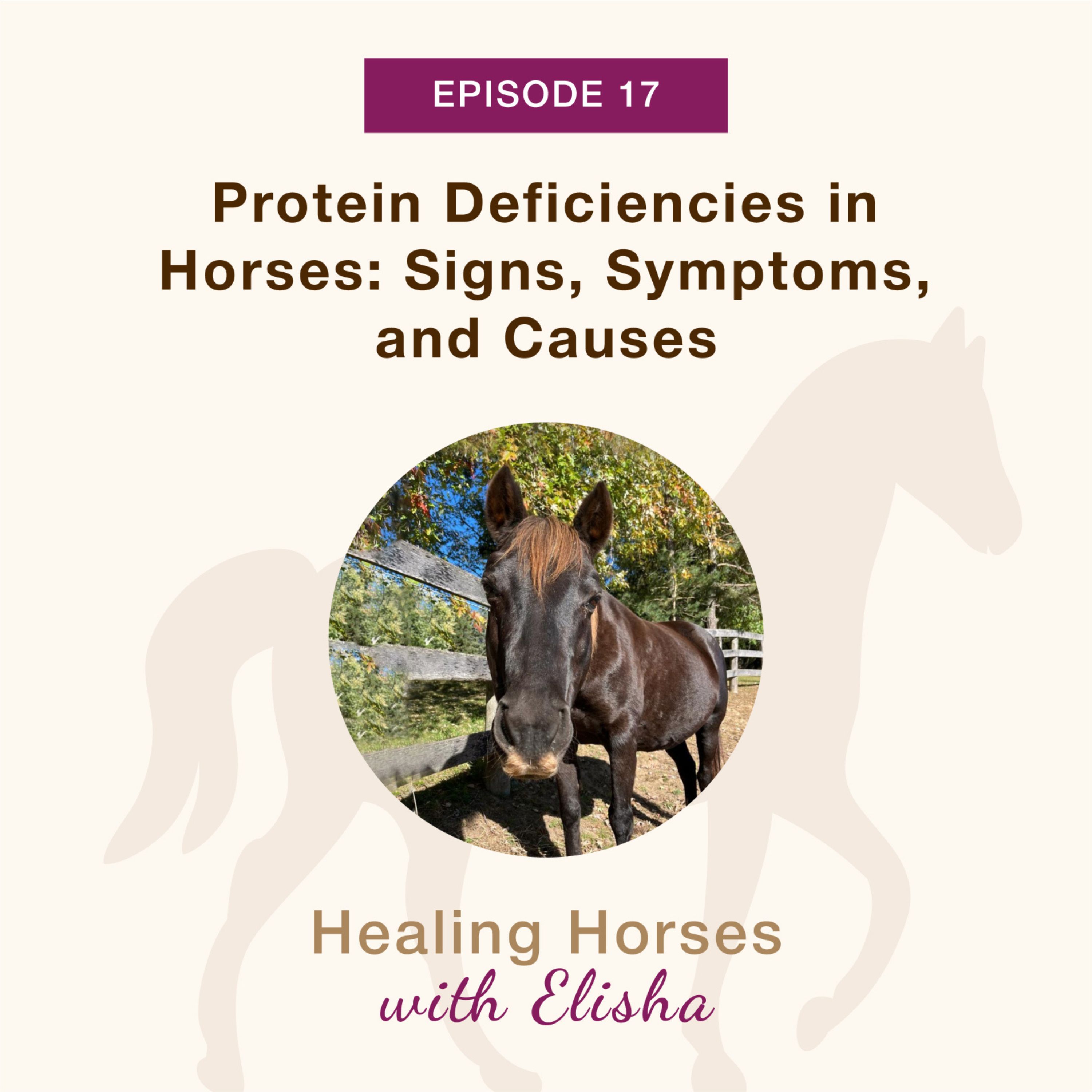 17: Protein Deficiencies in Horses: Signs, Symptoms, and Causes