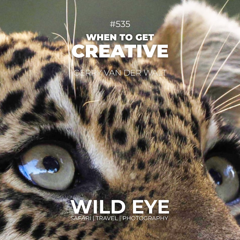 Artwork for podcast The Wild Eye Podcast