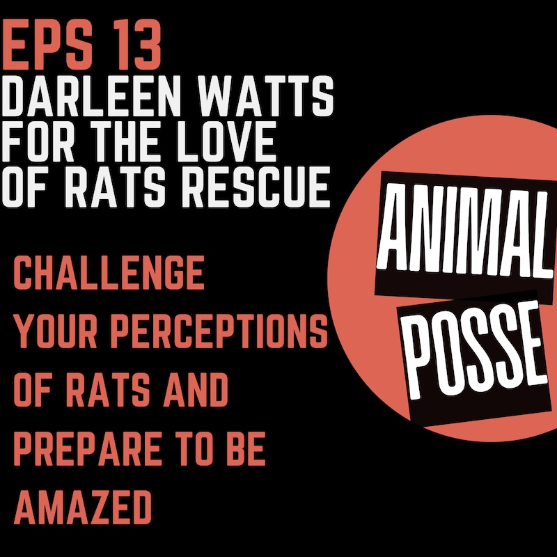 Artwork for podcast Animal Posse