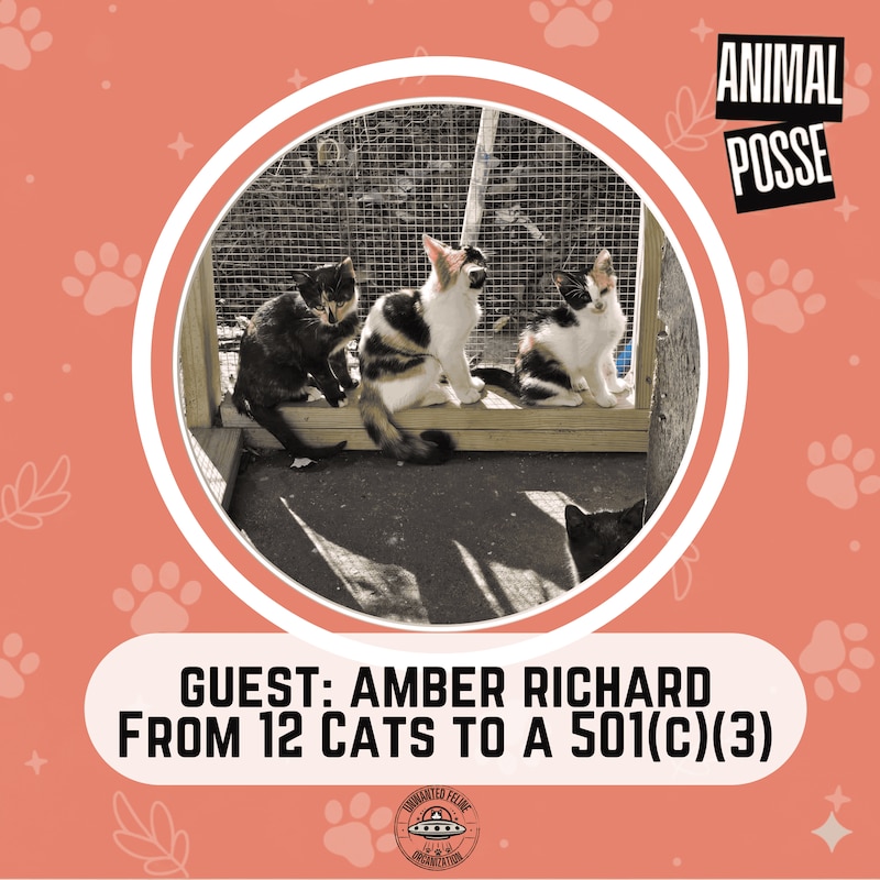 Artwork for podcast Animal Posse