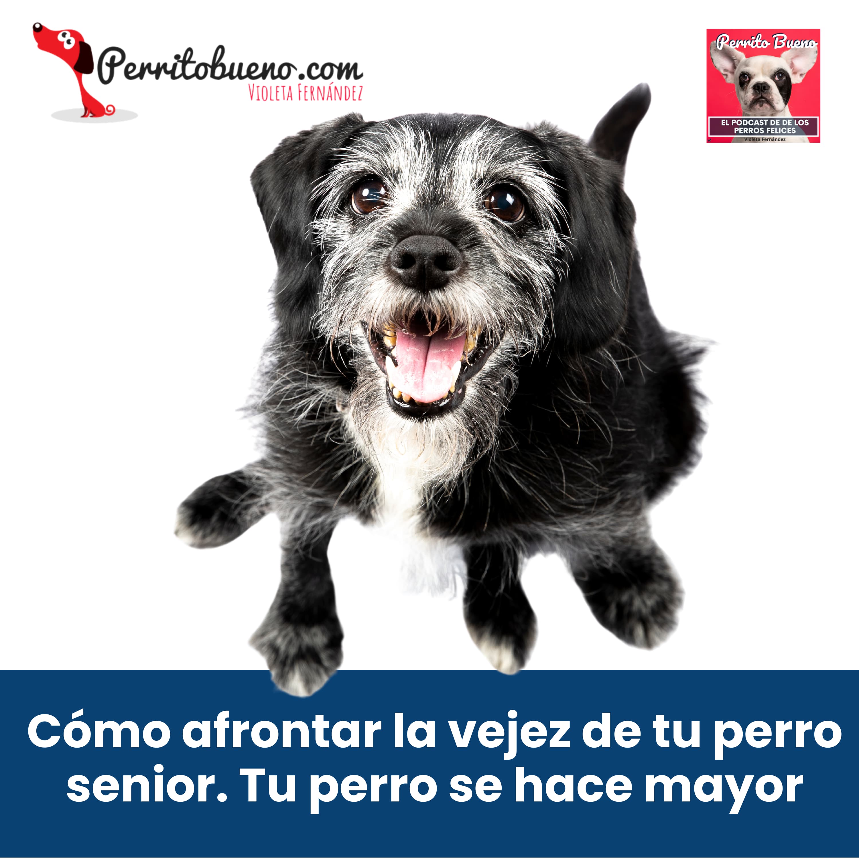 Perrito Bueno