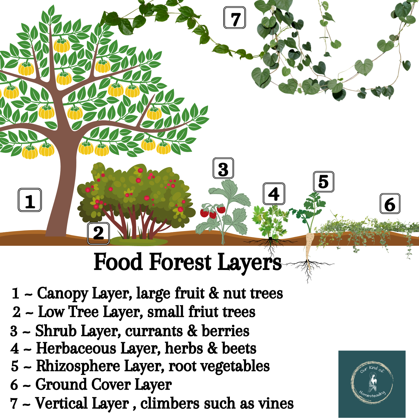 Why you should start a food forest!!