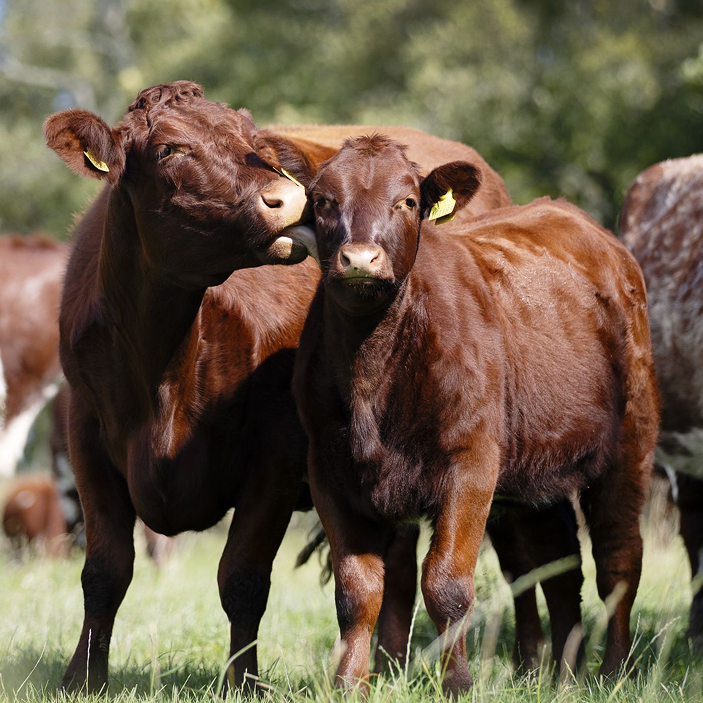 AHDB Food & Farming