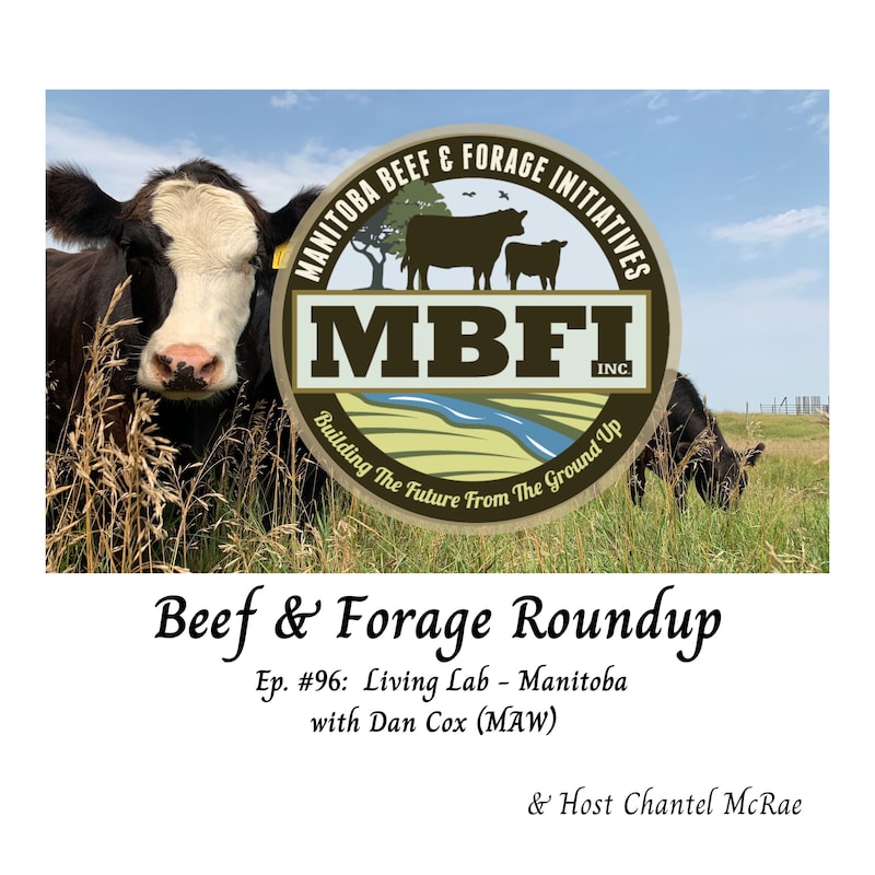 Artwork for podcast Beef and Forage Roundup