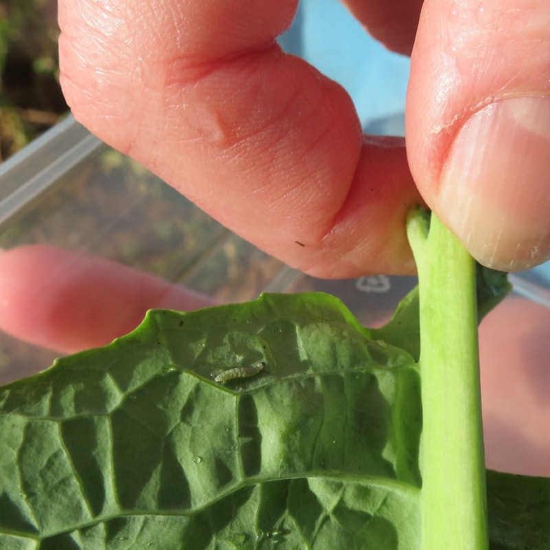 Artwork for podcast AHDB Food & Farming